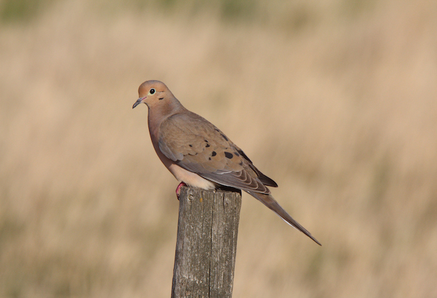 Two Simple Tricks to Up Your Average on Doves