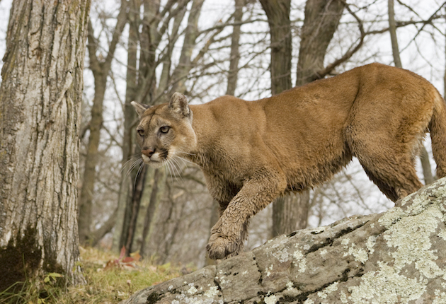 Police Shoot Mountain Lion to Free Family