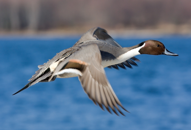 USFWS: Duck Numbers Holding Steady