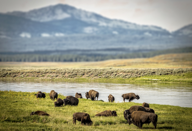 Parasite Closes Yellowstone Fishing at Peak of Season