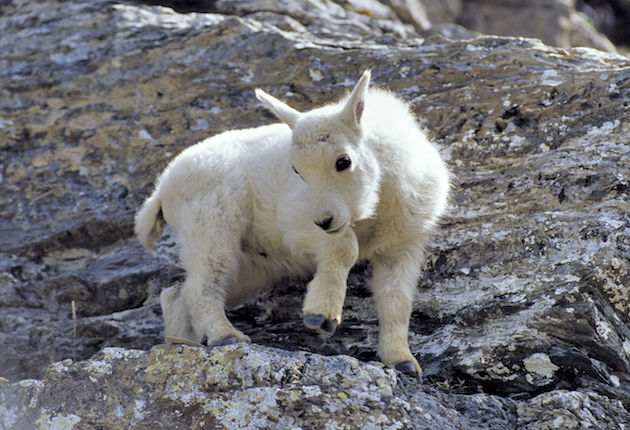 A Tame White Goat