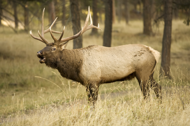 25 Ways Hunting is Conservation