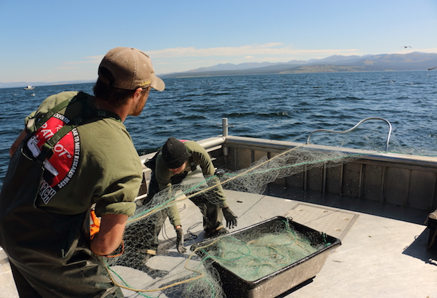 More than 30 miles of netting is in Yellowstone Lake on any given day from May through October. The nets collect and kill 300,000 unwelcome lake trout annually. (Photo: Kris Millgate/www.tightlinemedia.com)