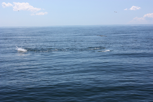 Sometimes it's non-stop surface action, and sometimes it's not. Whatever the case, there's nothing like striper fishing in the surf!