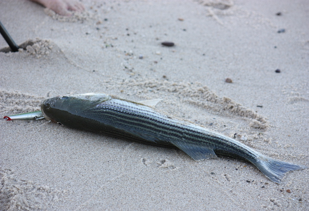 Toes in the water, bass in the sand.