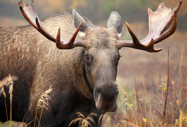 Treed by a Moose