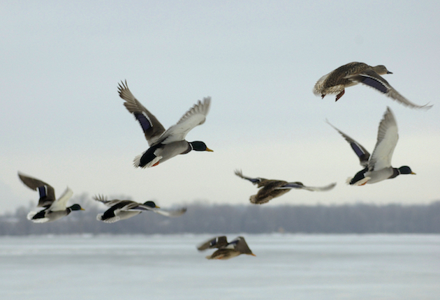 When the Ducks Begin to Fly