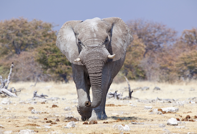 The Big-Footed Tusker