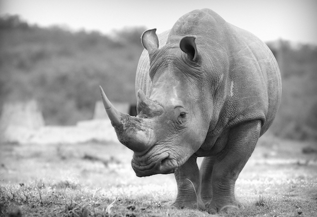 The Man-Killing Rhinos of Tsavo