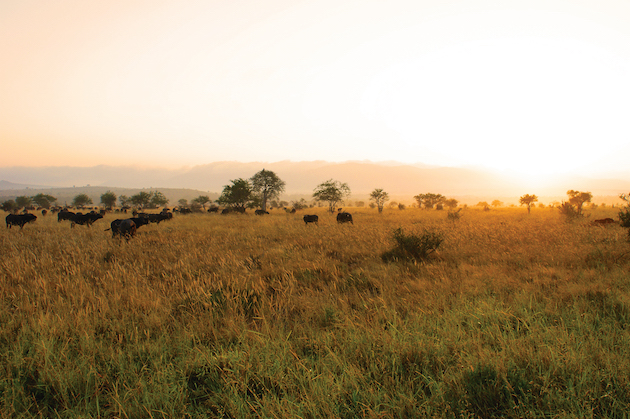 A Cape buffalo is a dangerous adversary, much less a whole herd of the angry beasts. (Photo: TellMeMore5000/iStock)