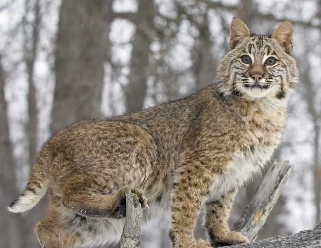 Anti-Hunters Are Sabotaging Illinois’ Bobcat Lottery