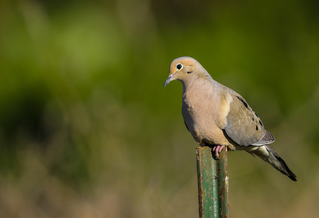 More Simple Tricks to Up Your Average on Doves