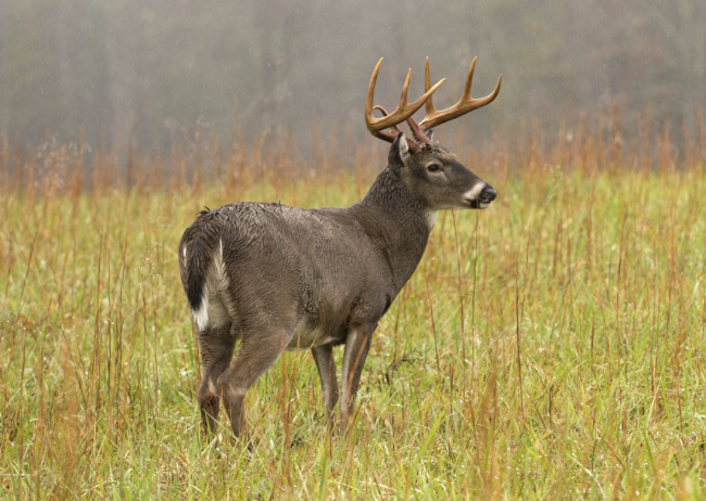 A Buck Named Mordecai