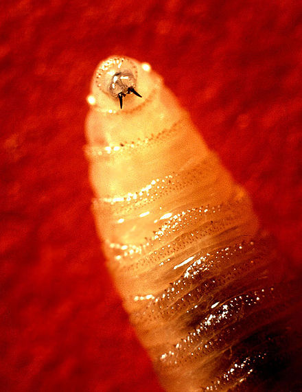 440px-screwworm_larva