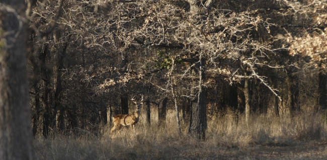 This is the kind of scene still-hunters often see -- several times a day.