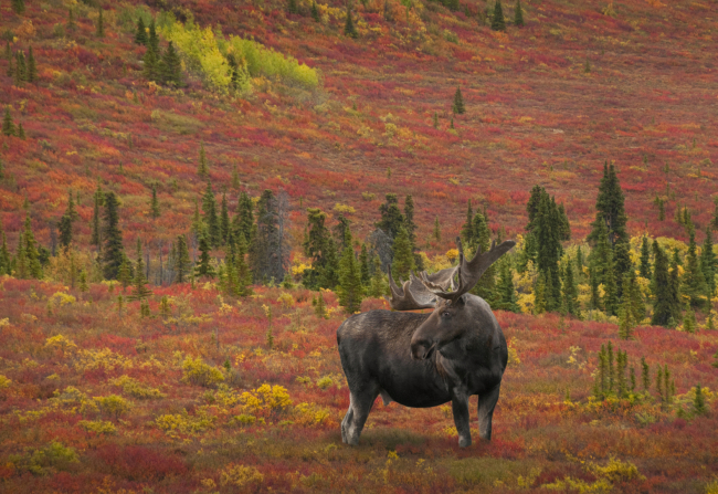 Bowhunting the Alaskan Wilderness