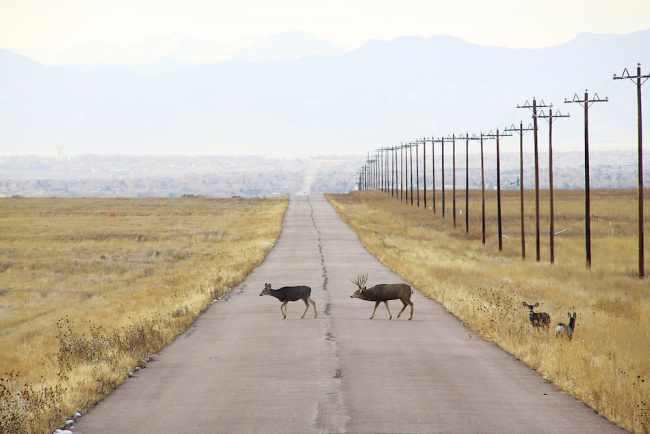 A mule deer family, consists of a stag (buck), a doe and two calves, crossing a road in the Rocky Mountain Arsenal National Wildlife Refuge in Colorado, the USA.