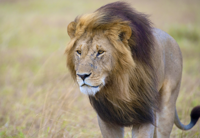 USFWS Rules on South African Lion Importation