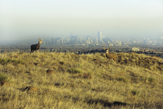 A temperature inversion holds Denver’s air pollution over downtown Denver while a pair of mule deer overlook the Denver skyline from Golden’s South Table Mountain.