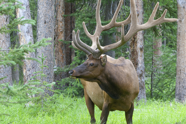 West Virginia Elk Reintroduction Gets Green Light