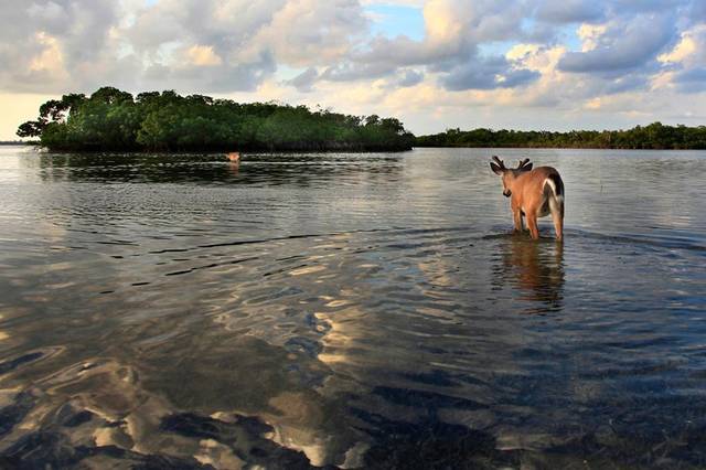 What’s Killing the Key Deer?