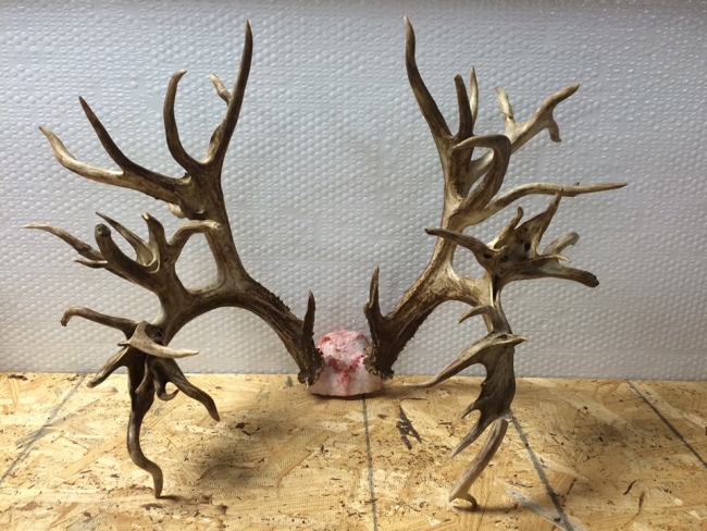 A close-up of the so-called "Tucker Buck." The Internet is awash with commenters angry over Tucker's decision not to mount the buck with a shoulder mount. (Photo: TWRA)