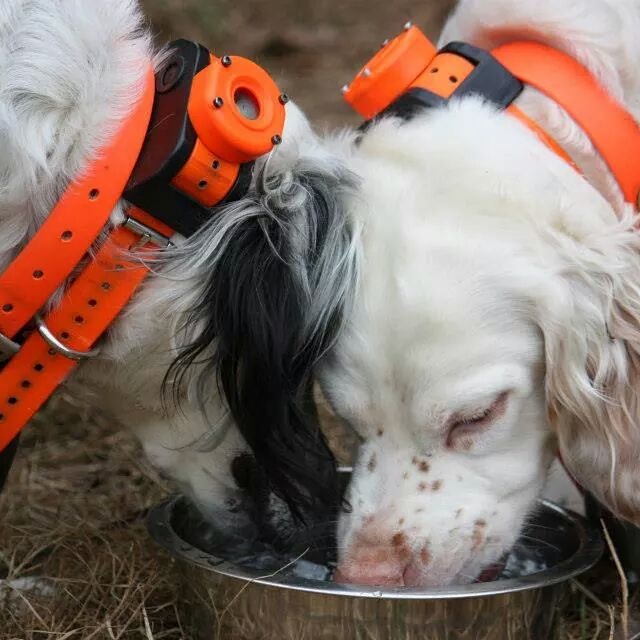 Ocracoke and Rowdy, two English setters, take a water break in between preseason two-a-days.