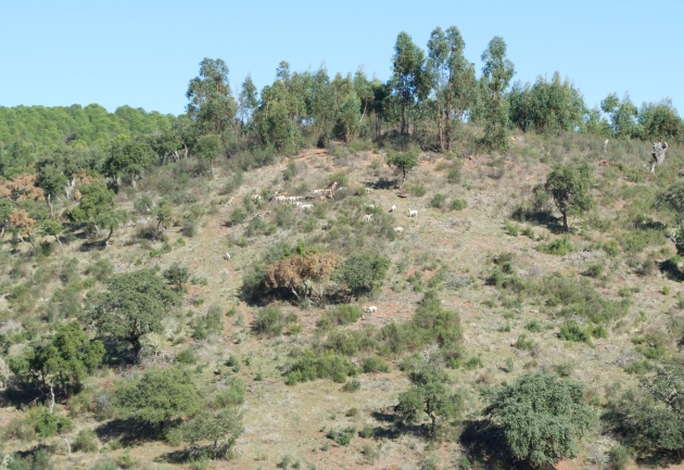 The dogs and their handler move across the hillside opposite the author's position.