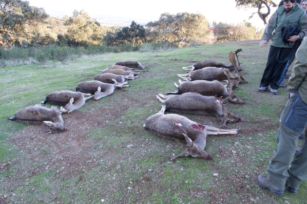 At the end of the day, each hunter's animal is respectfully laid out for a tradition European hunting ceremony.