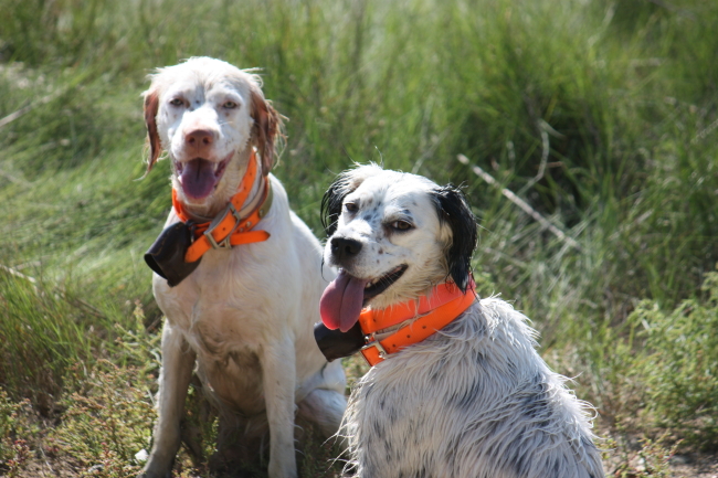 In anticipation of the upcoming hunting season, Ocracoke and Rowdy get in shape. They drag the author along, too.