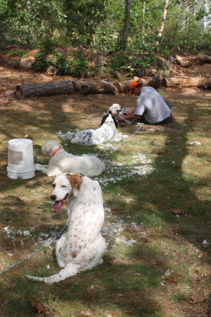 Stake out your dogs for a sheep shearing party. Keep 'em cool in the heat, and don't forget a haircut for yourself. 