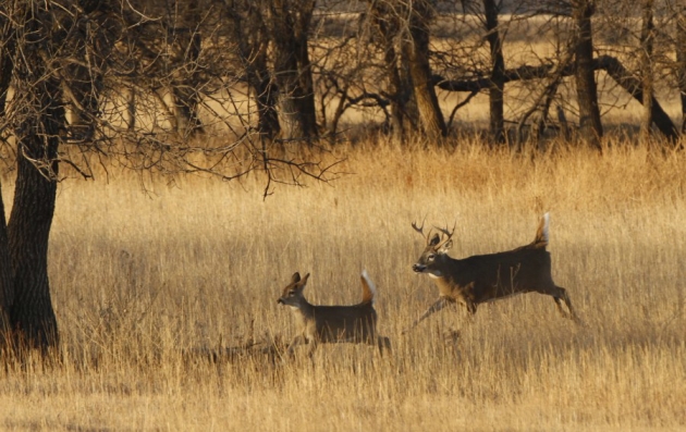 Whitetail Lockdown Explained