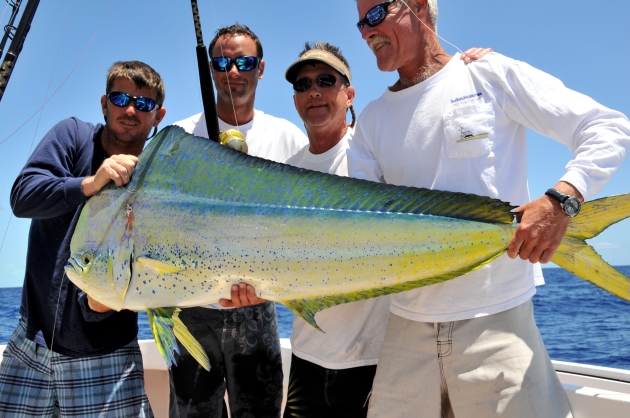 Is There a Problem with Dolphin (Mahi-Mahi)?