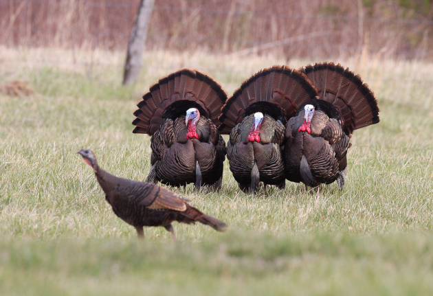 Learn How To Hunt Wild Turkey