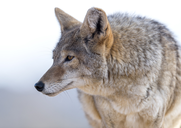 “The Coyote Powerball”