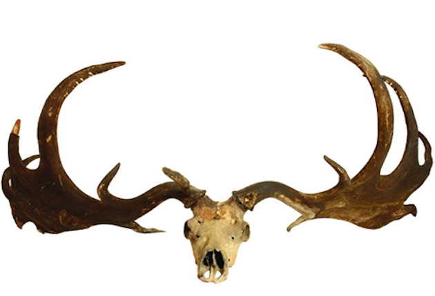 Ice-Age Elk Antlers Sell for $28,000