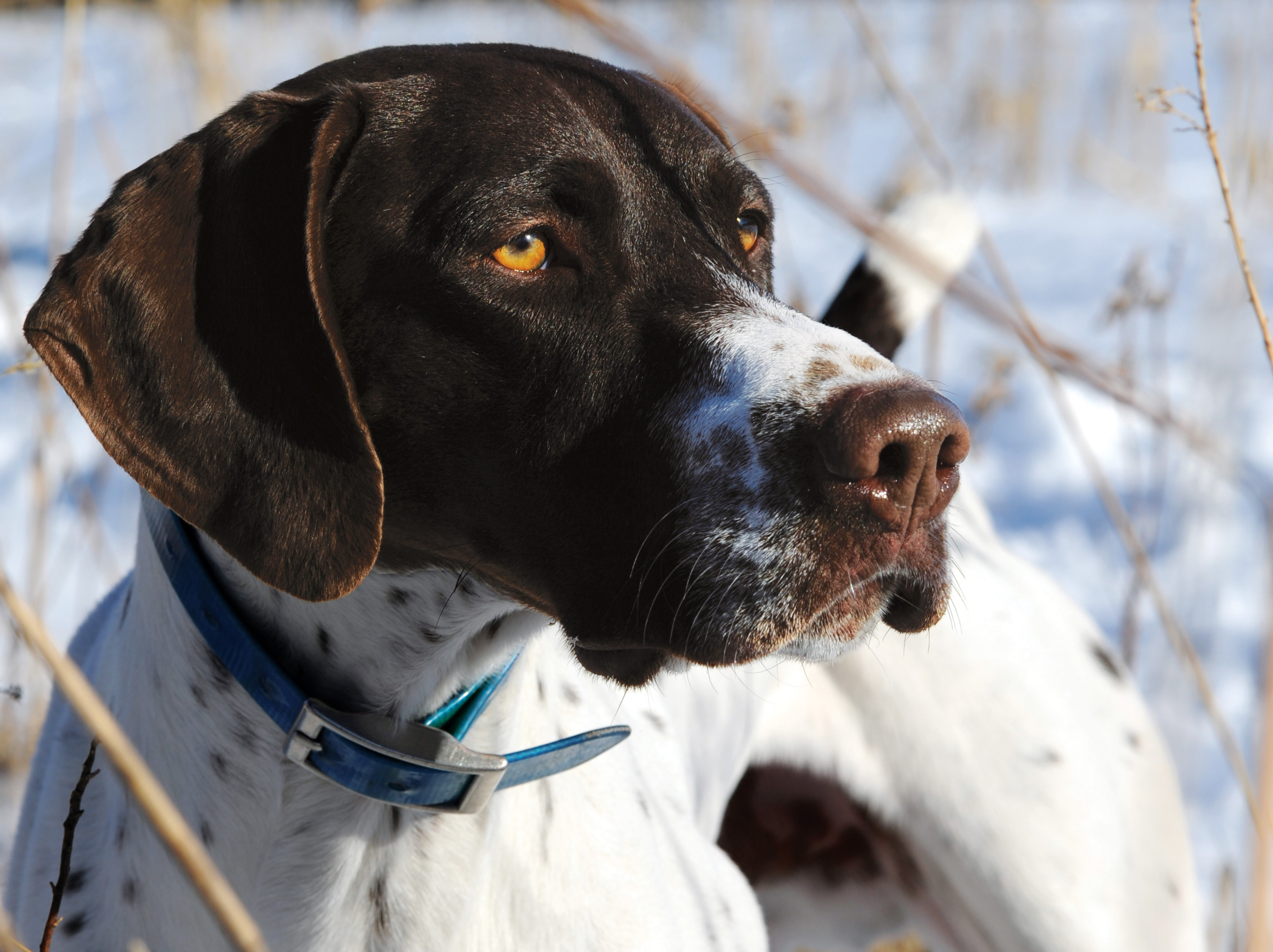 Five Ways to Help Sporting Dogs Combat the Cold - Sporting Classics Daily