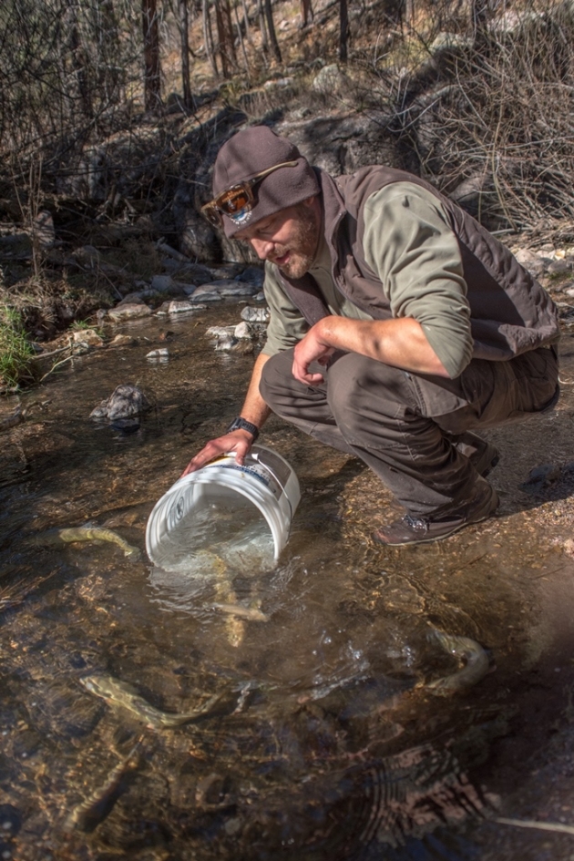 Andy Dean, Gila trout biologist for the New Mexico Fish and Wildlife Conservation Office, releases Gila trout into Mineral Creek.