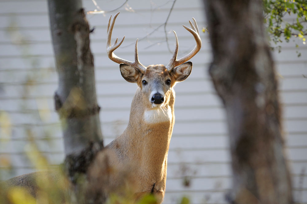 Deer Killed After Breaking Into Home