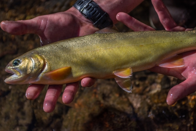 Gila Trout Return to Waterway After Devastating Fire