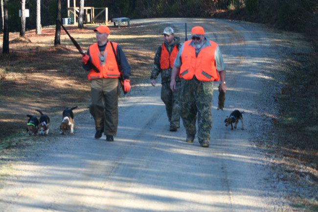 rabbit hunting with beagles