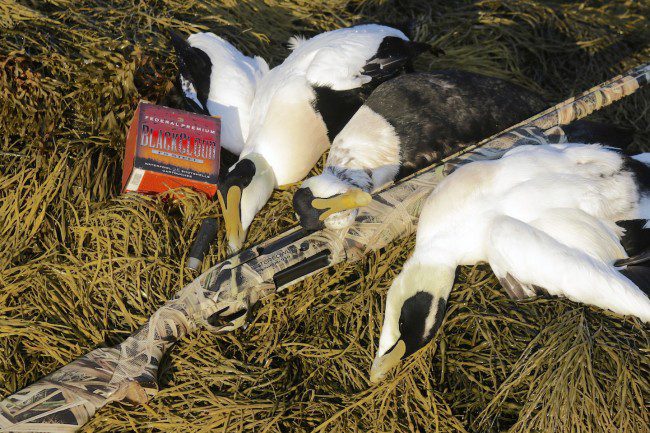 Three drake eiders fell to the Mossberg Model 930 autoloading 12 gauge Pro Series Waterfowl gun and Federal Black Cloud steel #2 loads.