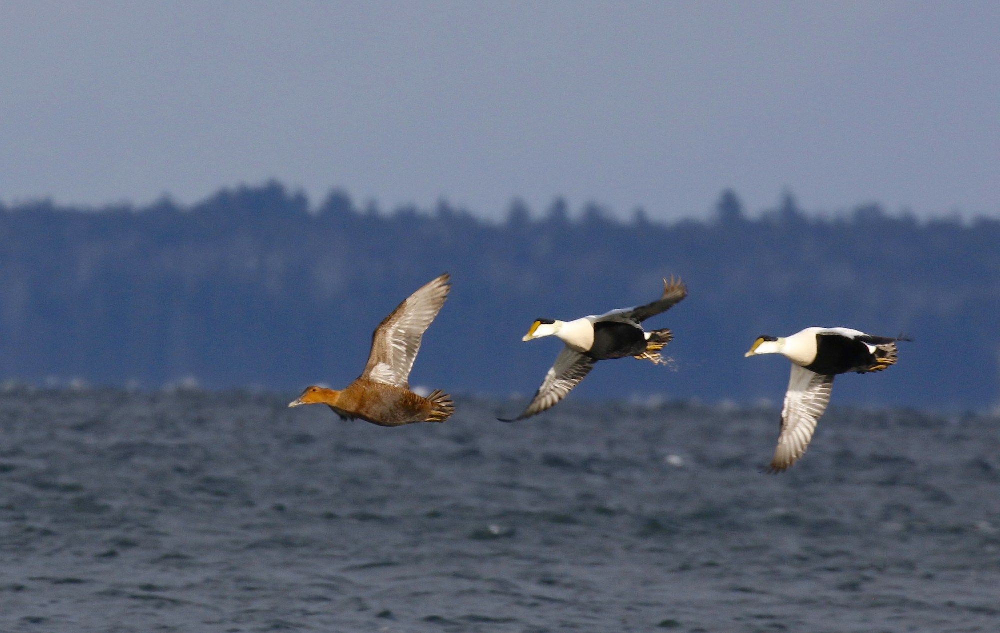 Eider Hunting is Different