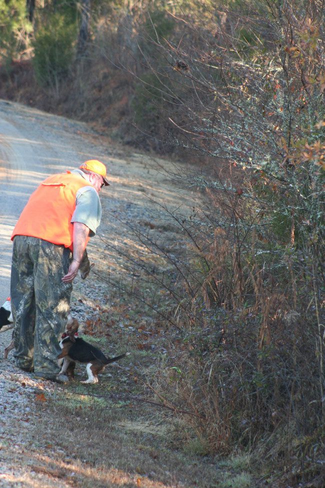 rabbit hunting with beagles