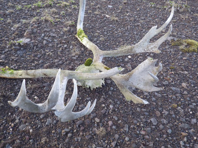 This caribou may have fallen prey to one of the bears the author observed hunting.