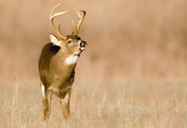 MDC Reports Final Deer Harvest More Than 285,400