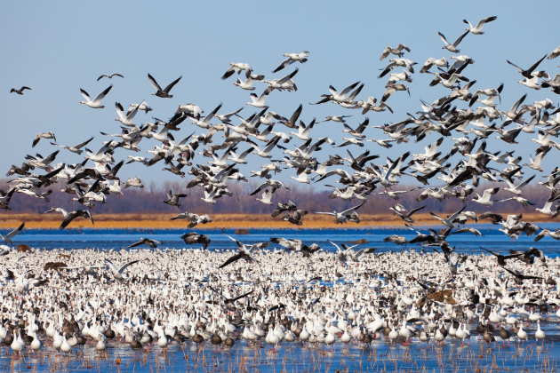 10,000 Snow Geese Die After Landing on Polluted Water