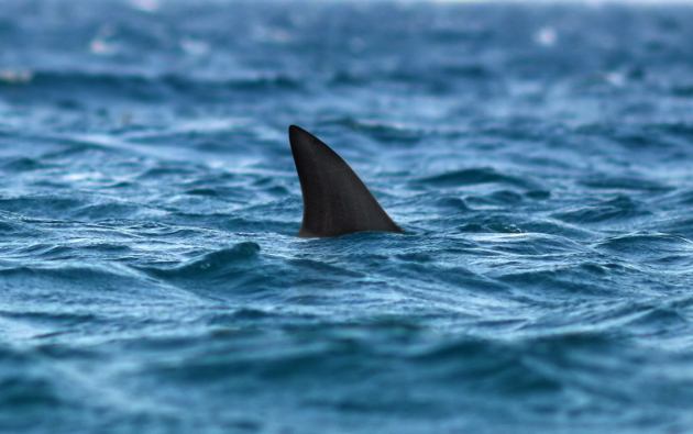 Dorsal Fins On the Cape
