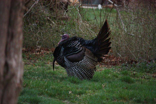 All puffed up and nowhere to go.