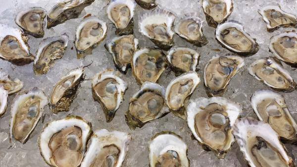 Low tide during a sea duck hunt means one thing: no water, no birds. It also means oysters for a creative sportsman.